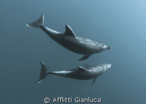 dolphin by Afflitti Gianluca 